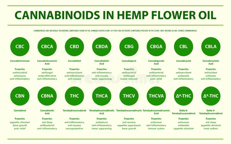 Infografische Liste der im Hanfblütenöl enthaltenen Cannabinoide