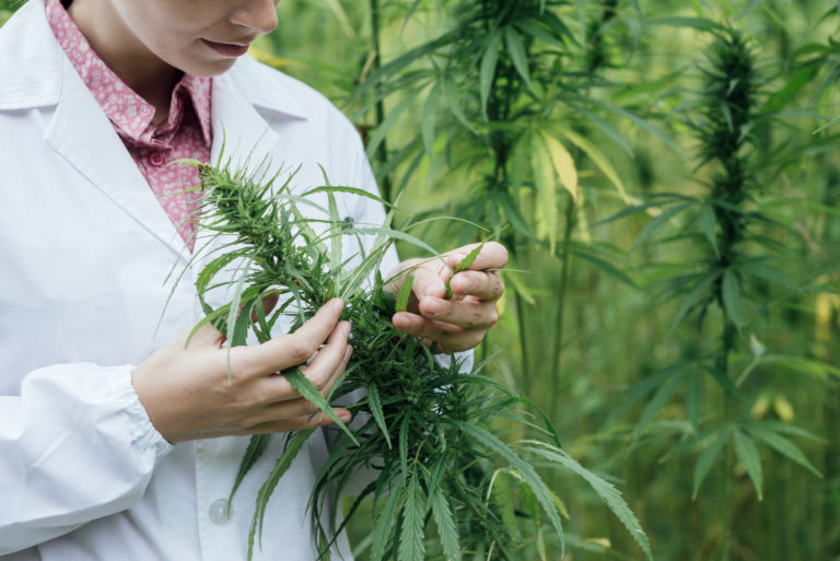 Pflanzliche Produktion – Hanf/Cannabis